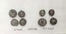 Click for 1 image(s) for this accession. FRUIT